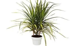 Dracaena Marginata ‘Sunshine’ -Garden Leaf Shop 003bc360 8f2d 5b06 ae13 3f5d06a94f6c fdce4ea9 f820 47fb b89f 6be5e9b2cd7d