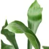 Staghorn Fern – 6″ Pot – NURSERY POT ONLY -Garden Leaf Shop 06686655 a947 53c9 ae27 20505abb0e5c 22882bef 6923 4c41 97e5 6b39ea67147d