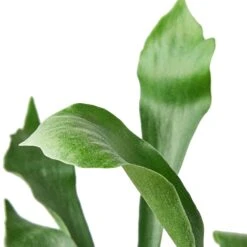 Staghorn Fern 7 Staghorn Fern -Garden Leaf Shop 06686655 a947 53c9 ae27 20505abb0e5c fa70166f ad4f 459e b010 ab21a745a588
