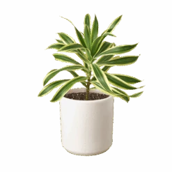 Dracaena ‘Song Of India’ -Garden Leaf Shop 0721c843 5051 5875 af27 56e755e92097 38cd36ea d564 4ff4 8cb4 a13c19b3c4b7