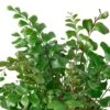 Mahogany Fern -Garden Leaf Shop 0d29282b 0569 5c86 aa7a 9020f044aa0f