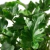Philodendron ‘Little Hope’ -Garden Leaf Shop 0f26e744 db23 5057 aacc 93584a920c73