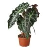 Alocasia Polly ‘African Mask’ – 4″ Pot – NURSERY POT ONLY -Garden Leaf Shop 1 Alocasia AfricanMask 6 1d1994cc a63a 4bc1 a77a 50a714943a7d