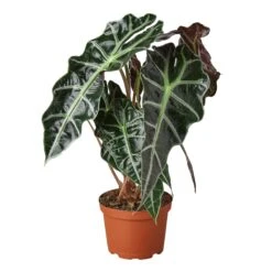 Alocasia Polly ‘African Mask’ – 4″ Pot – NURSERY POT ONLY