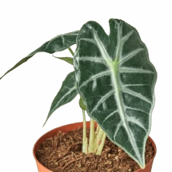 Alocasia Amazonica ‘Bambino’