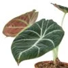 Alocasia Reginula ‘Black Velvet’ – 4″ Pot – NURSERY POT ONLY -Garden Leaf Shop 1 Alocasia Black Velvet 4 DETAIL 9e5aee34 67b5 4f1a 80c5 5b4ef9c32f6f