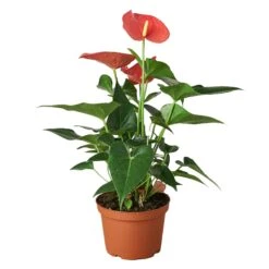 Anthurium ‘Pink’ -Garden Leaf Shop 1 Anthurium Pink 6