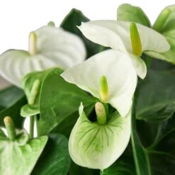 Anthurium ‘White’ -Garden Leaf Shop 1 Anthurium White 6 DETAIL