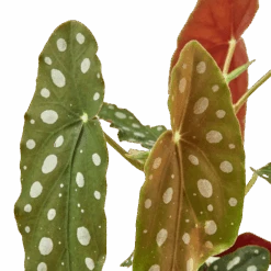 Begonia ‘Maculata’