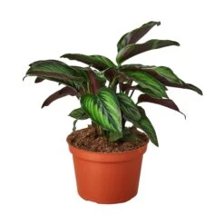 Calathea ‘Beauty Star’ -Garden Leaf Shop 1 Calathea BeautyStar 6