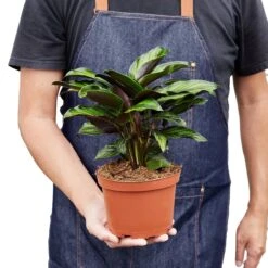 Calathea ‘Beauty Star’ -Garden Leaf Shop 1 Calathea BeautyStar 6 HOLD