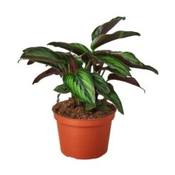 Calathea ‘Beauty Star’ – 4″ Pot – NURSERY POT ONLY -Garden Leaf Shop 1 Calathea BeautyStar 6 dc2e34df b852 4252 8a02 e389e5de2d18