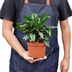 Calathea Concinna ‘Freddie’ – 4″ Pot – NURSERY POT ONLY 7 Calathea Concinna ‘Freddie’ – 4″ Pot – NURSERY POT ONLY -Garden Leaf Shop 1 Calathea Freddie 6 HOLD 69d3ea08 8bb5 4560 bb59 658203fd3c34
