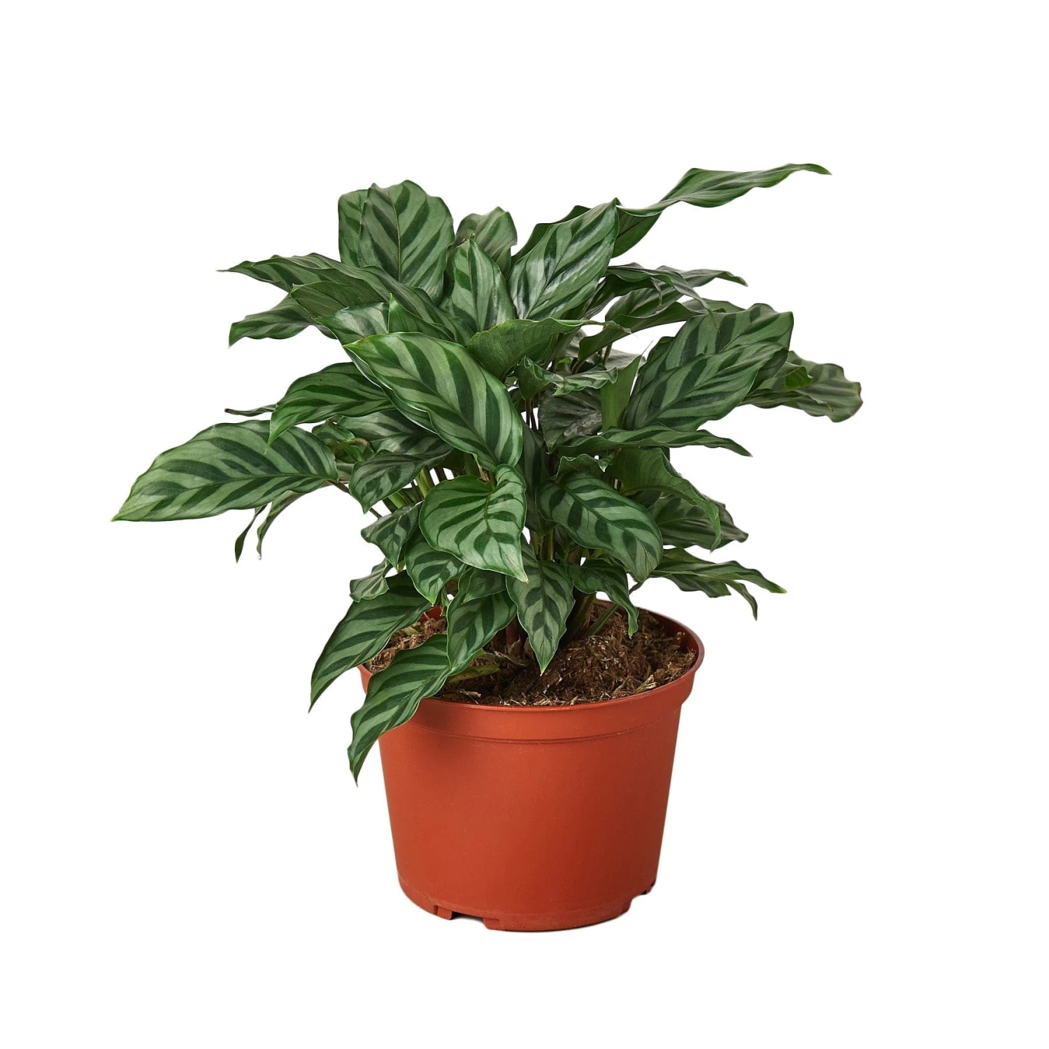 Calathea Concinna ‘Freddie’ – 4″ Pot – NURSERY POT ONLY 4 Calathea Concinna ‘Freddie’ – 4″ Pot – NURSERY POT ONLY - Image 2