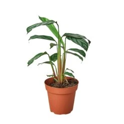 Calathea ‘Grey Star’ -Garden Leaf Shop 1 Calathea GreyStar 4