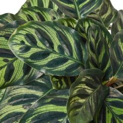Calathea ‘Makoyana’ – 6″ Pot – NURSERY POT ONLY -Garden Leaf Shop 1 Calathea Makoyana 6 DETAIL 048a2e97 4d85 4c2b bb15 741e709f6e98