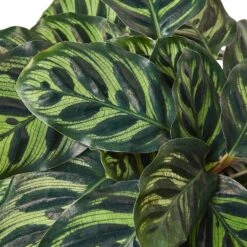 Calathea ‘Makoyana’ – 4″ Pot – NURSERY POT ONLY 7 Calathea ‘Makoyana’ – 4″ Pot – NURSERY POT ONLY -Garden Leaf Shop 1 Calathea Makoyana 6 DETAIL 1d7ac408 807e 40a0 9ab9 95b3769f8cd1