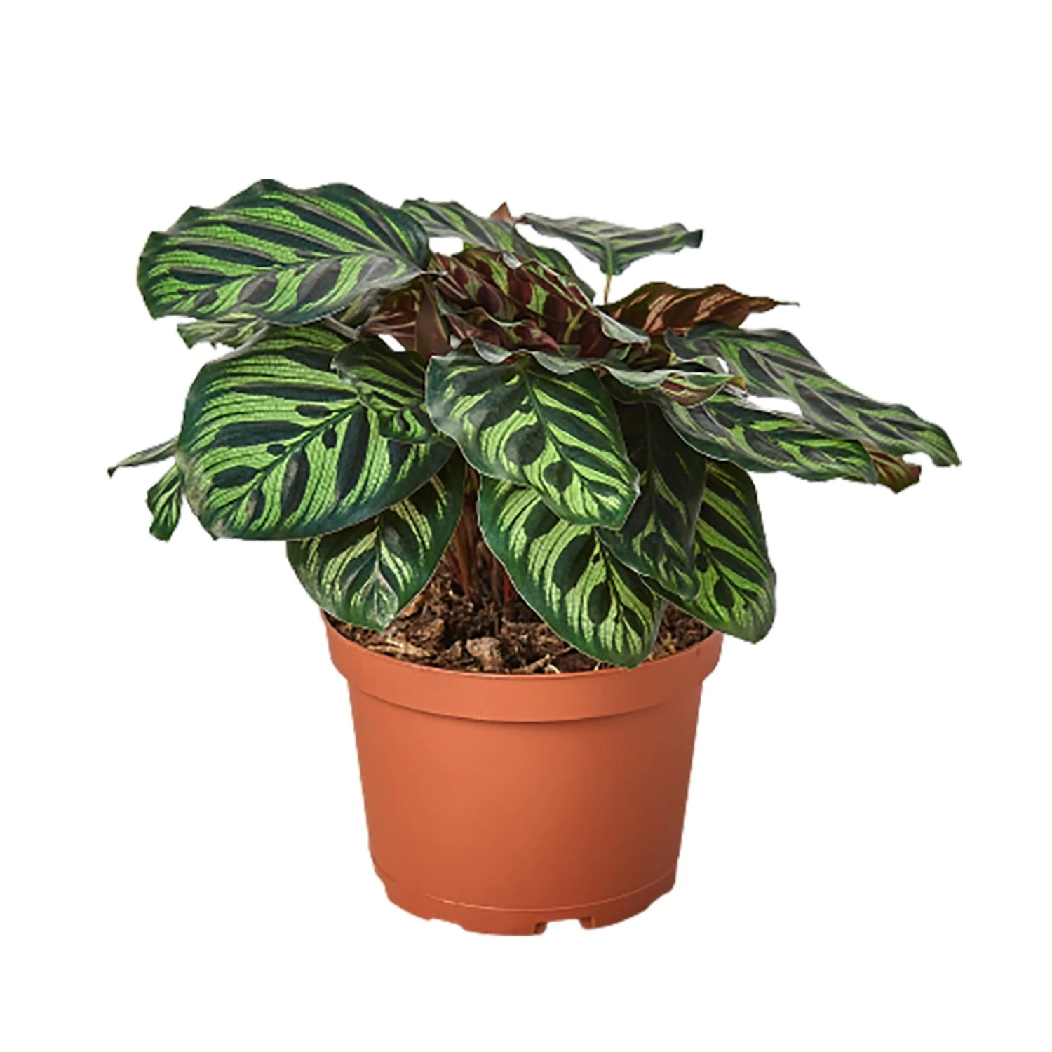 Calathea ‘Makoyana’ – 4″ Pot – NURSERY POT ONLY 4 Calathea ‘Makoyana’ – 4″ Pot – NURSERY POT ONLY - Image 2