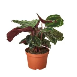 Calathea Roseopicta ‘Medallion’ -Garden Leaf Shop 1 Calathea Medallion 6