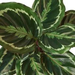 Calathea Roseopicta ‘Medallion’ -Garden Leaf Shop 1 Calathea Medallion DETAIL 6