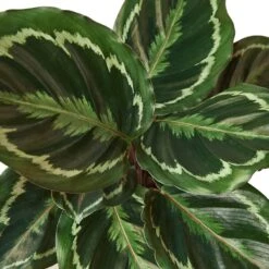 Calathea Roseopicta ‘Medallion’ – 6″ Pot – NURSERY POT ONLY -Garden Leaf Shop 1 Calathea Medallion DETAIL 6 80eb01ff c733 42f2 a5c3 818088879d13