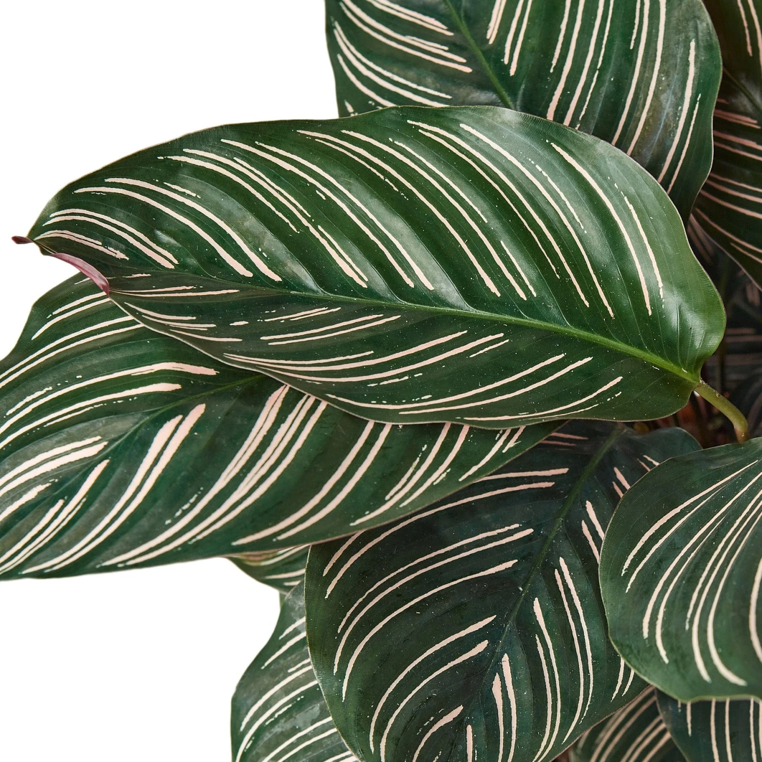 Calathea ‘Ornata’ 5 Calathea ‘Ornata’ - Image 3