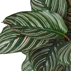 Calathea ‘Ornata’ – 6″ Pot – NURSERY POT ONLY