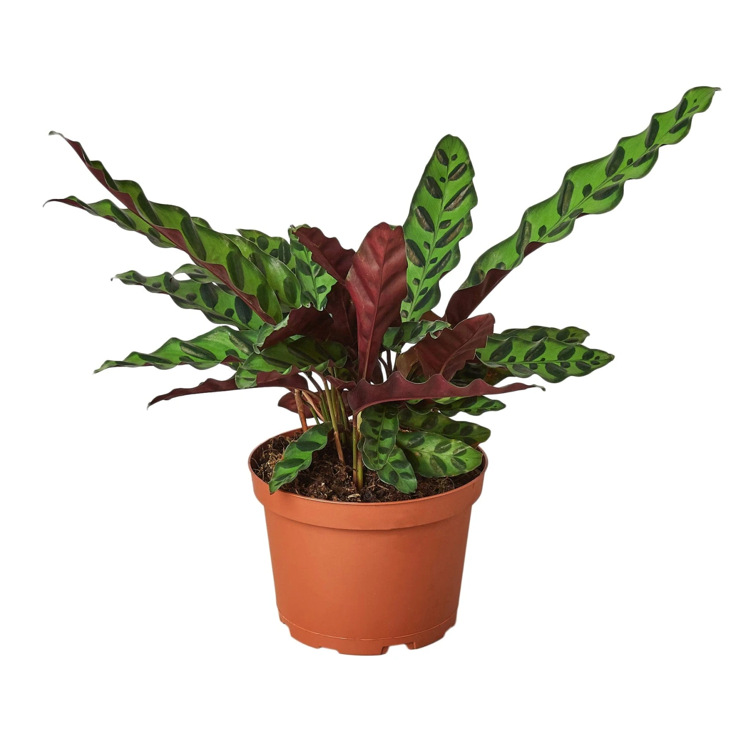 Calathea Lancifolia ‘Rattlesnake’ 4 Calathea Lancifolia ‘Rattlesnake’ - Image 2