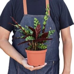Calathea Lancifolia ‘Rattlesnake’ – 6″ Pot – NURSERY POT ONLY