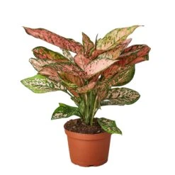 Chinese Evergreen ‘Lady Valentine’ -Garden Leaf Shop 1 ChineseEvergreen LadyVal 6