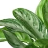 Chinese Evergreen ‘Silver Bay’ – 6″ Pot – NURSERY POT ONLY -Garden Leaf Shop 1 ChineseEvergreen SilverBay 6 19DETAIL 39dd55a4 c332 43e9 b78f 4546cdf4b4d0