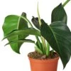 Philodendron ‘Congo Green’ – 6″ Pot – NURSERY POT ONLY 1 Philodendron ‘Congo Green’ – 6″ Pot – NURSERY POT ONLY -Garden Leaf Shop 1 CongoGreen DETAIL 6 c6172811 fc23 476a 9bdb 75f6e786f76d
