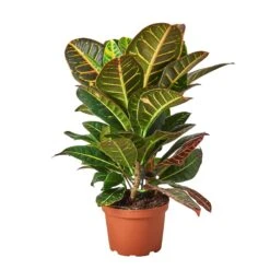 Croton Petra ‘Joseph’s Coat’ 8 Croton Petra ‘Joseph’s Coat’ -Garden Leaf Shop 1 Croton Petra 6 15