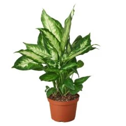 Dieffenbachia Camille -Garden Leaf Shop 1 Dieffenbachia Carmille 6