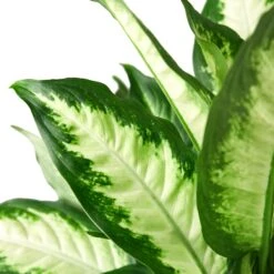 Dieffenbachia Camille -Garden Leaf Shop 1 Dieffenbachia Carmille 6 DETAIL
