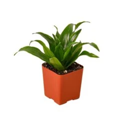 Dracaena ‘Janet Craig’ 10 Dracaena ‘Janet Craig’ -Garden Leaf Shop 1 Dracaena JanetCraig 2MAIN