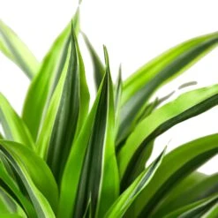 Dracaena Deremensis ‘Lemon Surprise’ – 6″ Pot – NURSERY POT ONLY