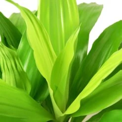 Dracaena ‘Lime Light’