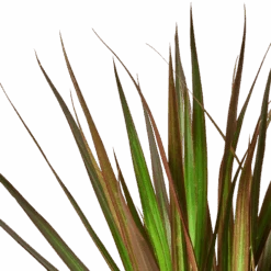 Dracaena ‘Marginata Magenta’ – 6″ Pot