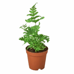 ‘Autumn’ Fern -Garden Leaf Shop 1 Fern Autumn 2 8affd636 9f17 4a03 bb8c bdeffb028267