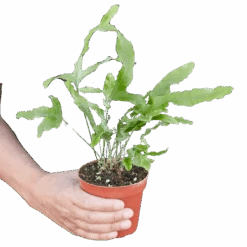 Fern ‘Blue Star’ -Garden Leaf Shop 1 Fern Blue Star HOLD 4 removebg preview