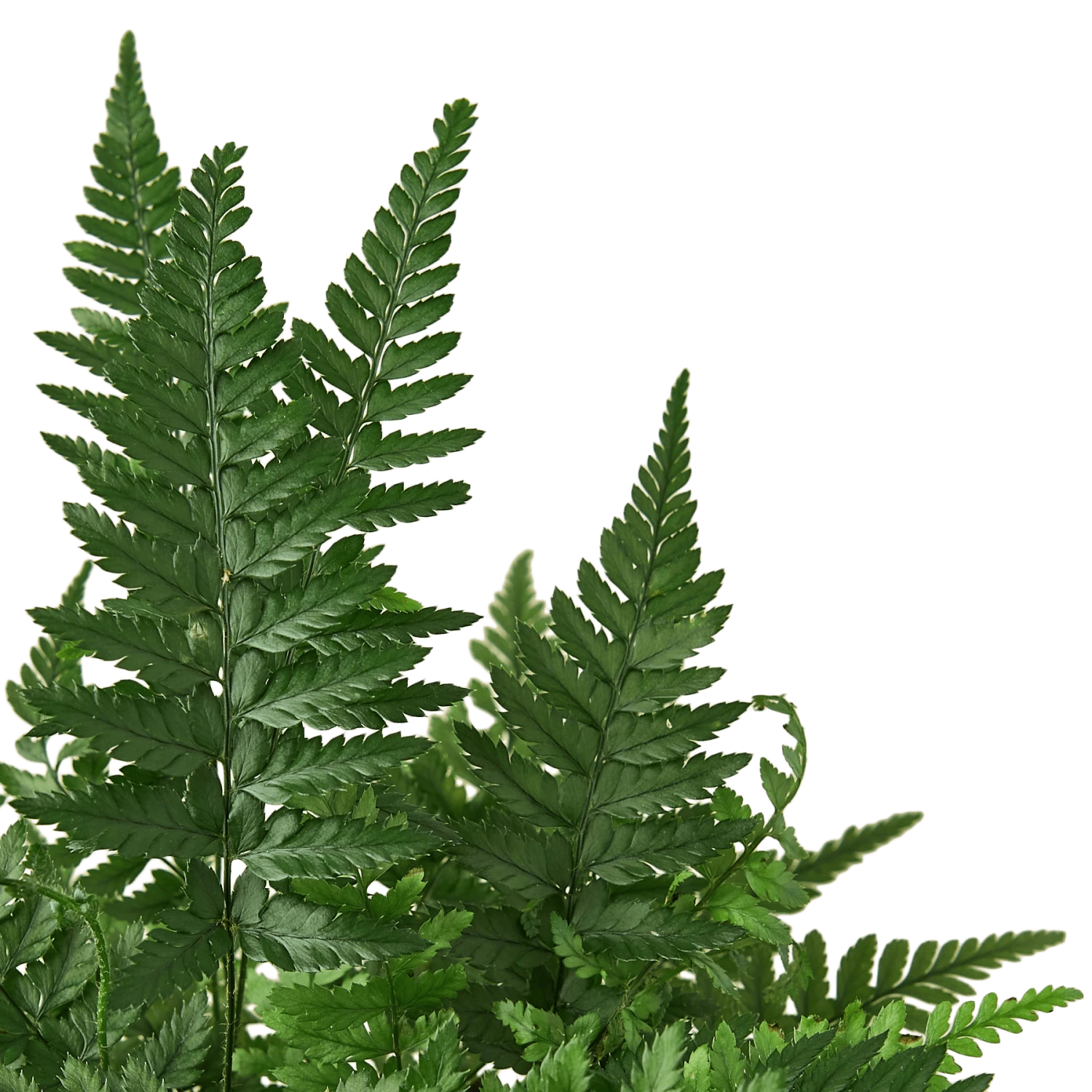 ‘Korean Rock’ Fern 3 ‘Korean Rock’ Fern