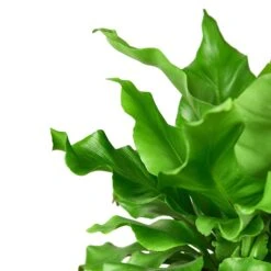 Bird’s Nest ‘Nidus’ Fern -Garden Leaf Shop 1 Fern Nidus 6 DETAIL