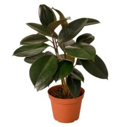 Ficus Elastica ‘Burgundy’ – 4″ Pot – NURSERY POT ONLY 9 Ficus Elastica ‘Burgundy’ – 4″ Pot – NURSERY POT ONLY -Garden Leaf Shop 1 Ficus Burgundy 6MAIN 5b34c4e9 df5d 4e3d b4cd 3fb545dde217