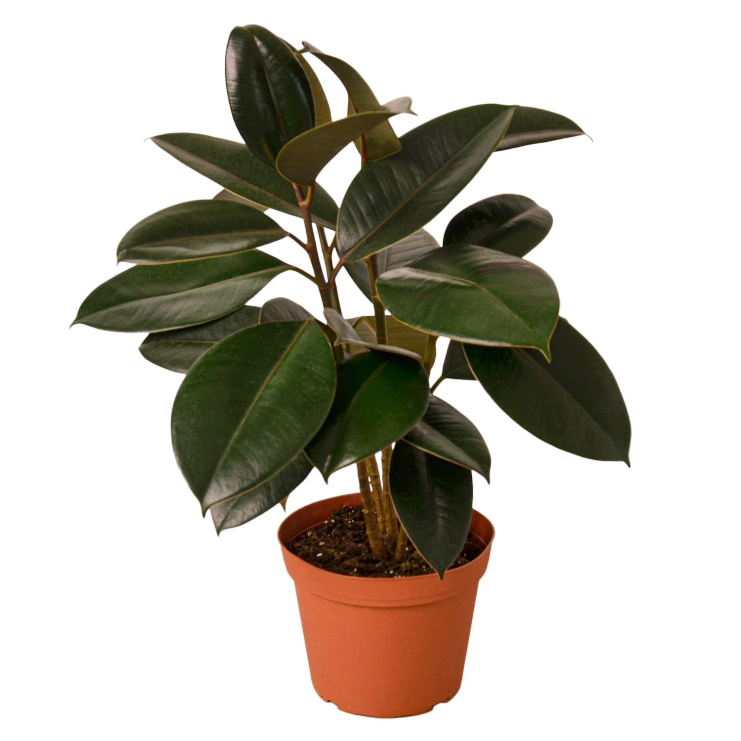 Ficus Elastica ‘Burgundy’ – 6″ Pot – NURSERY POT ONLY 6 Ficus Elastica ‘Burgundy’ – 6″ Pot – NURSERY POT ONLY - Image 4
