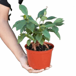 Ficus ‘Ginseng’ -Garden Leaf Shop 1 Ficus Ginseng 6 HOLD removebg preview