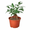 Ficus ‘Ginseng’ -Garden Leaf Shop 1 Ficus Ginseng 6 removebg preview