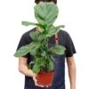 Ficus Lyrata ‘Fiddle Leaf Fig’ – 6″ Pot – NURSERY POT ONLY -Garden Leaf Shop 1 Ficus Lybata 6 HOLD f1fd79bc 4e0f 49ab b17e 14debe1b30ae
