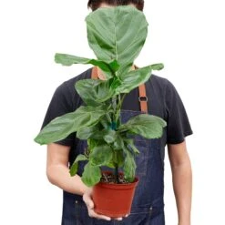 Ficus Lyrata ‘Fiddle Leaf Fig’ – 6″ Pot – NURSERY POT ONLY