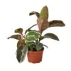 Ficus Elastica ‘Ruby Pink’ -Garden Leaf Shop 1 Ficus RubyPink 6